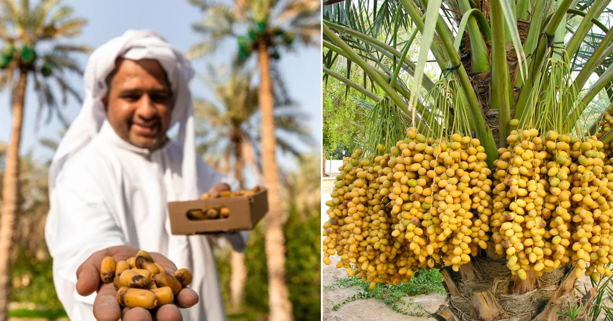 موسم حصاد التمور السعودية 2026: صادرات قياسية تعزز مكانة المملكة كأكبر مصدر عالمي - صقر الجزيرة