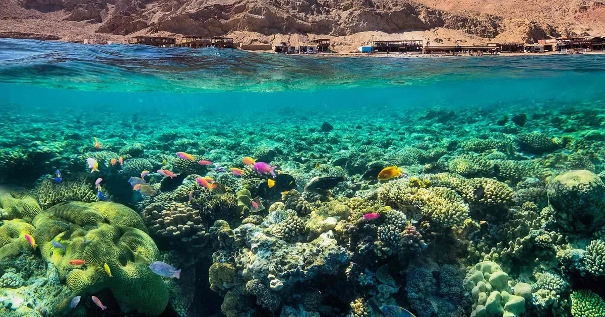 كيف تساهم البحر الأحمر الدولية في تعزيز السياحة البحرية؟