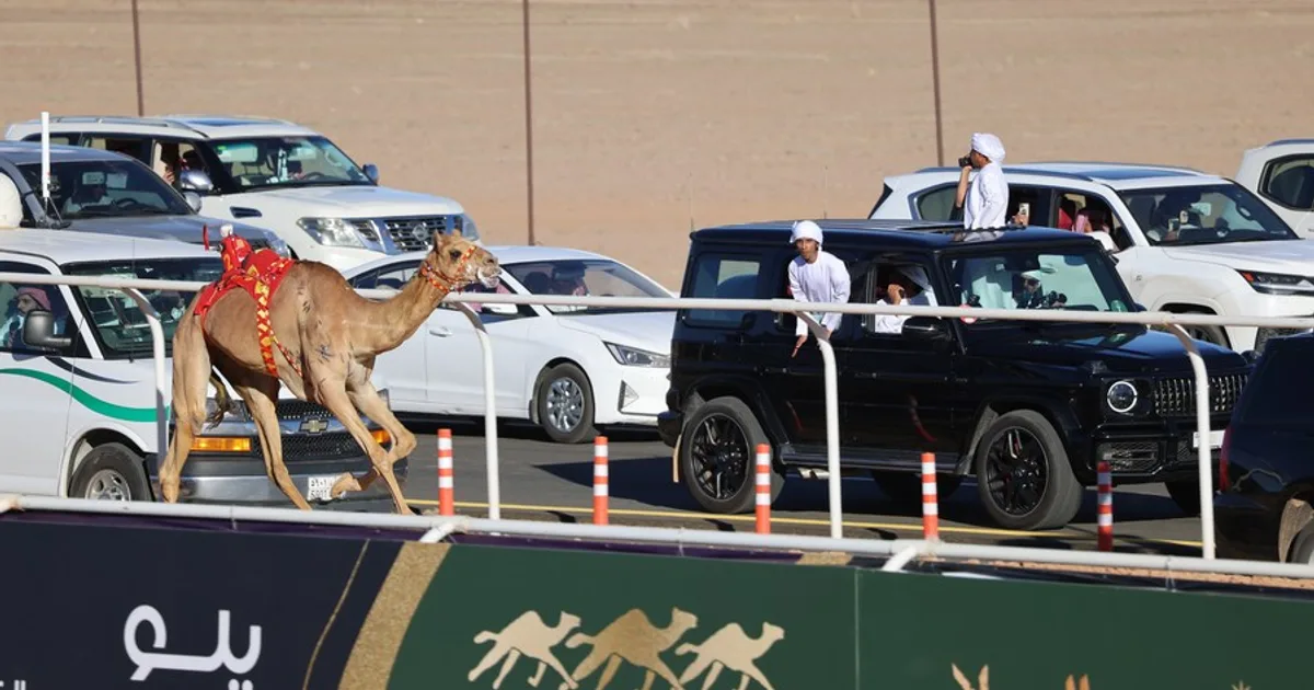 السعودية Camel Racing Tech Innovation