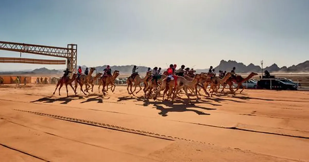 السعودية Camel Racing Tech Innovation