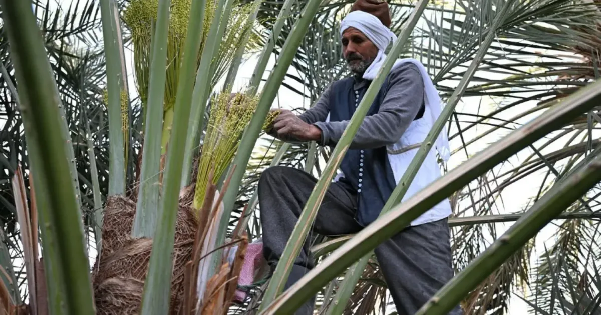 Agriculture Progress في نجران ٢٠٢٦