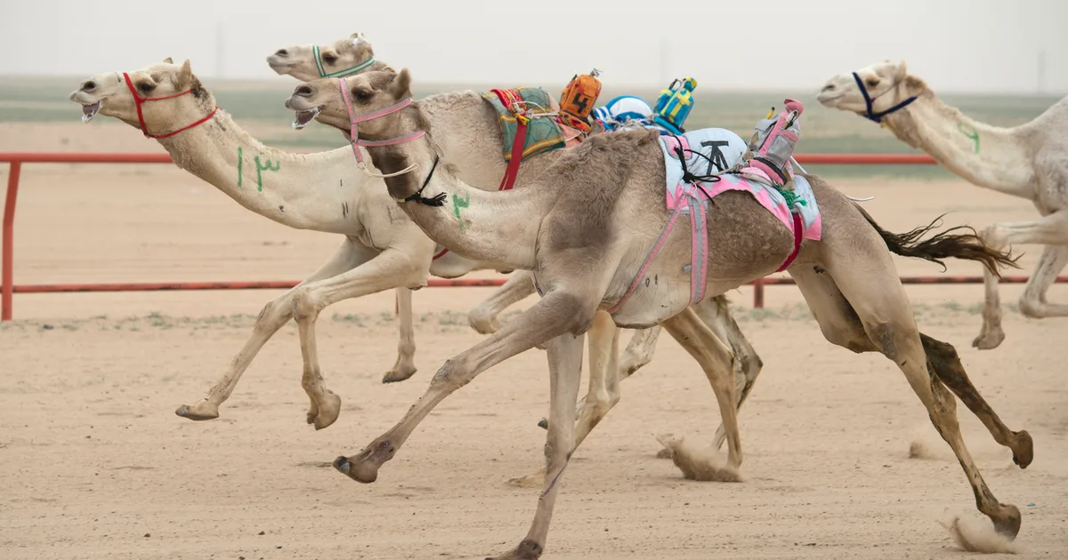 السعودية Camel Racing Tech Innovation
