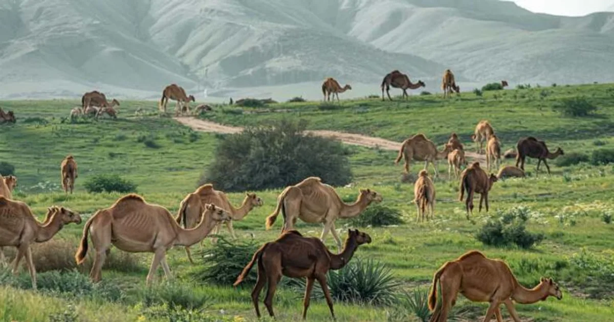 توسع ظاهرة السياحة البيئية المستدامة في محميات السعودية الطبيعية: استراتيجيات رؤية 2030 لجذب السياح المهتمين بالحفاظ على البيئة والتنوع الحيوي