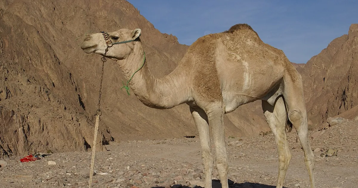 ما هو الذكاء الاصطناعي وكيف يساعد في مكافحة التصحر في السعودية؟